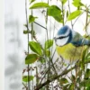 Andreas Lutherer – Blaumeise