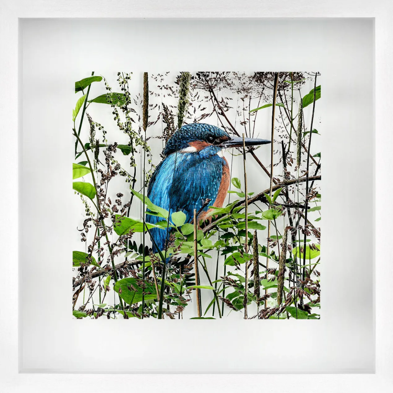 Andreas Lutherer – Eisvogel