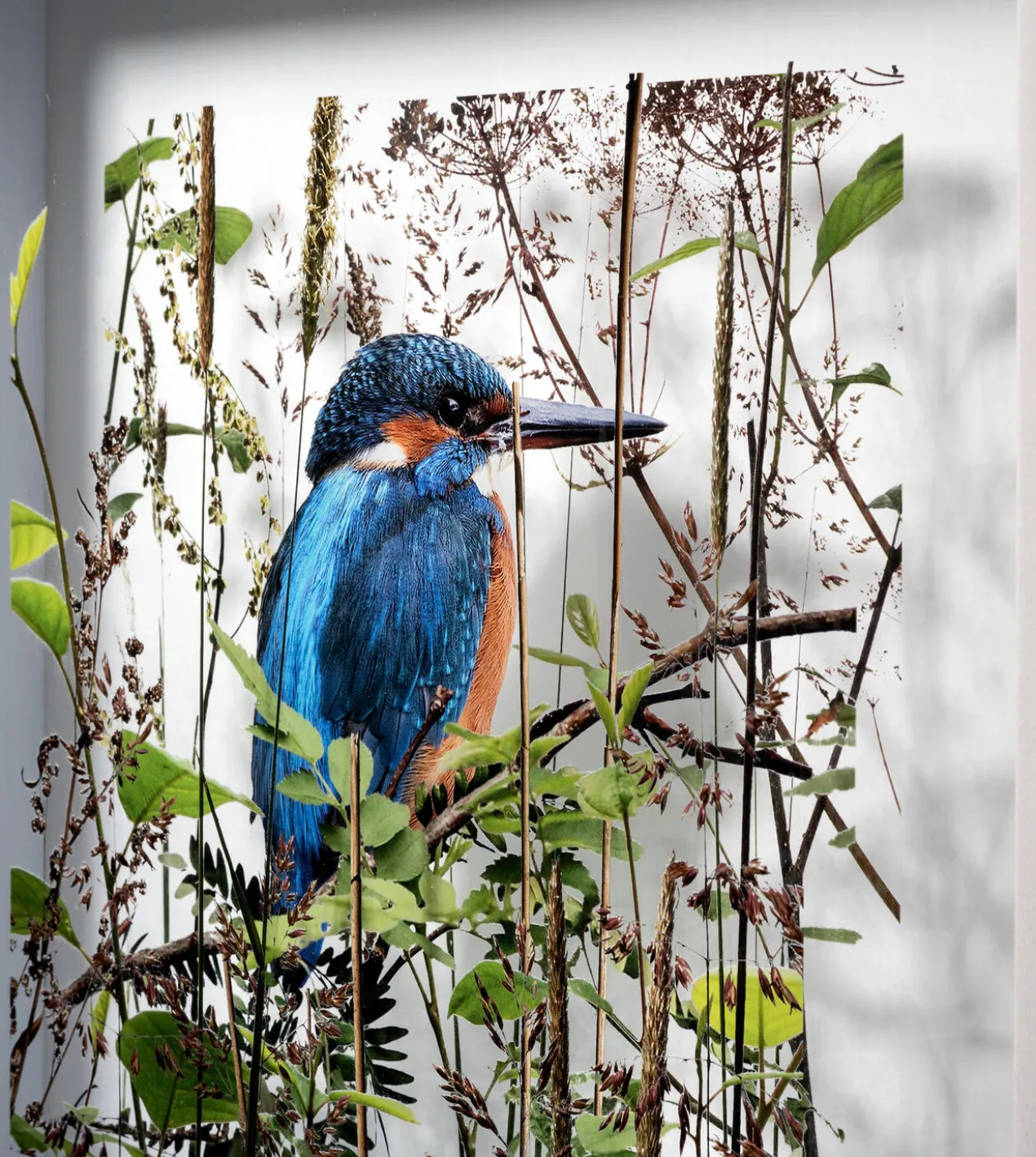 Andreas Lutherer – Eisvogel