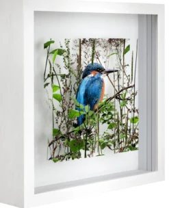 Andreas Lutherer – Eisvogel