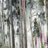 Andreas Lutherer – Kiefernwald, 2023