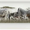 Andreas Lutherer – Zebras