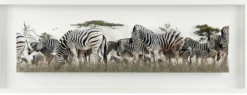 Andreas Lutherer – Zebras