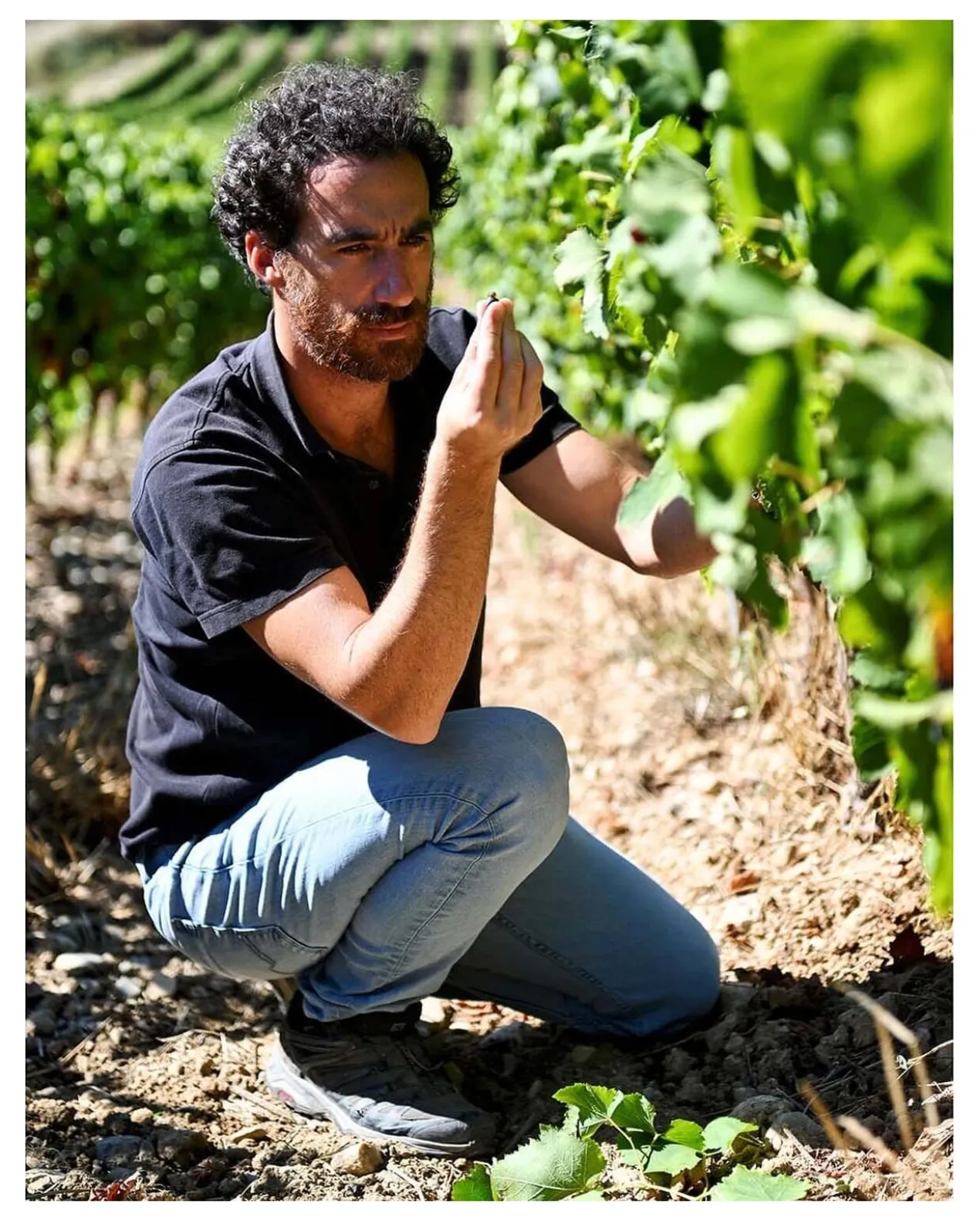 Arrogant Frog 2025, Paul Mas, Pays d’Oc IGP, Frankreich