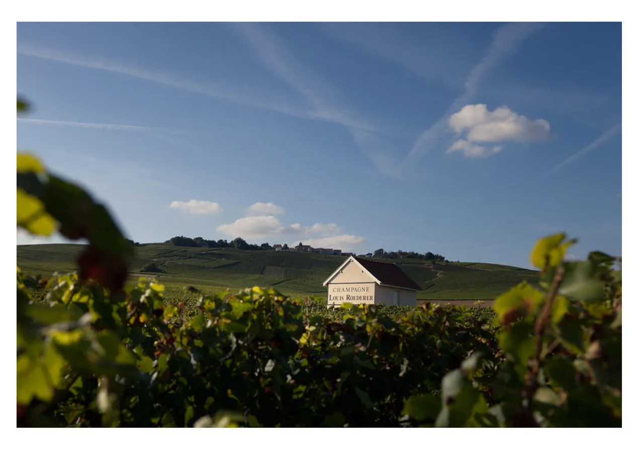 Champagne Louis Roederer Collection 246, Louis Roederer, Champagne AOC, Frankreich