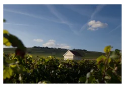 Champagne Louis Roederer Cristal 2016, Champagne, Reims, Frankreich