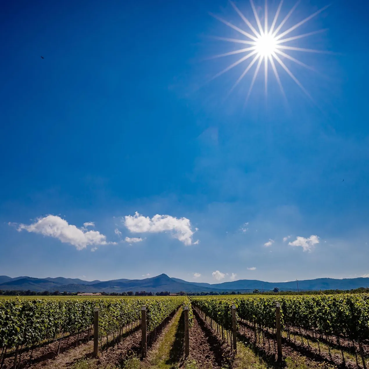 Cont’Ugo 2022, Tenuta Guado al Tasso, Antinori, Bolgheri DOC, Toskana, Italien