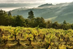 Crémant de Limoux Rosé, AOC Limoux, Sieur d’Arques, Languedoc, Frankreich