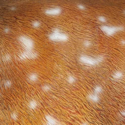 Damwildrudel