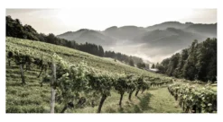 Eichberg Sauvignon Blanc 2024, Skringer, Südsteiermark DAC, Österreich