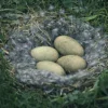 Eiderdaunendecke