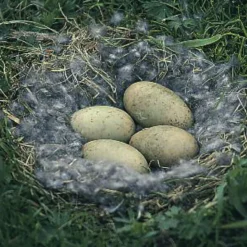 Eiderdaunendecke