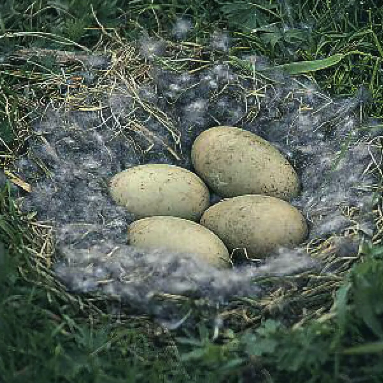 Eiderdaunendecke