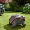 Galapagos Tortoise