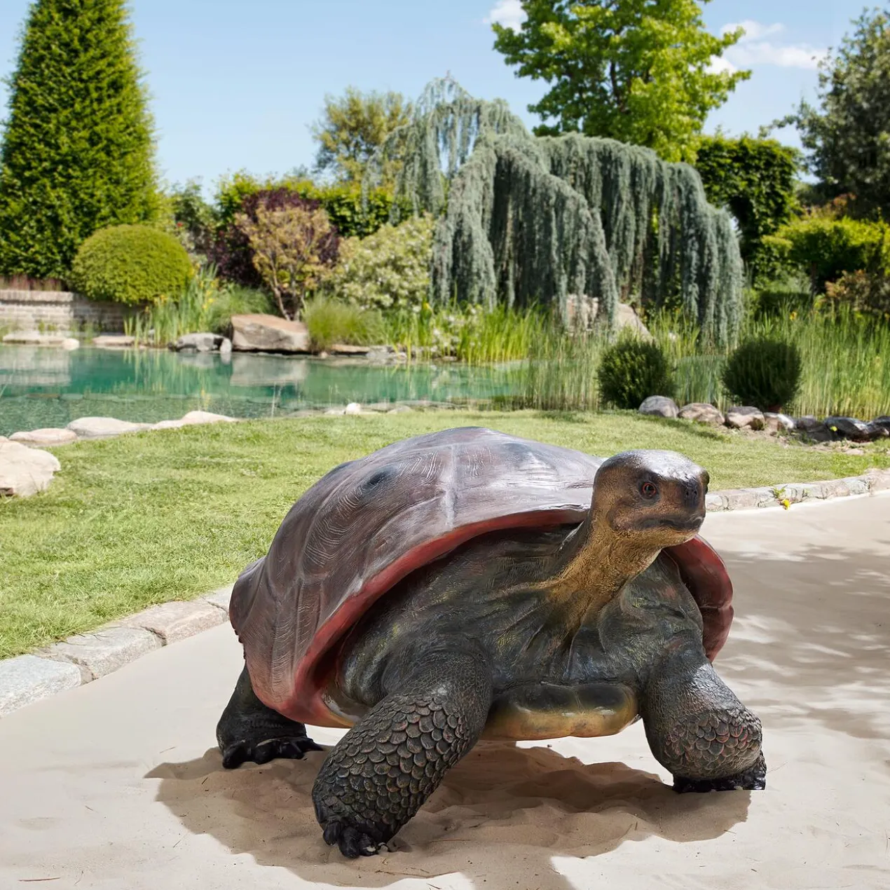 Galapagos Tortoise