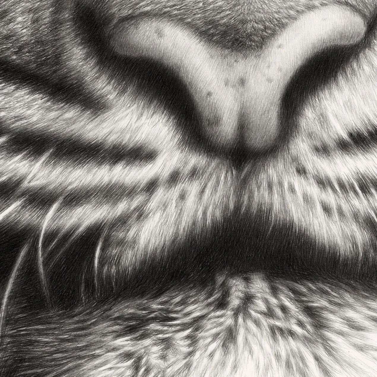 Koshi Takagi – Eyes of the tiger