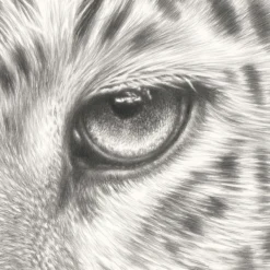 Koshi Takagi – Leo