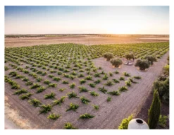 La Garnacha de la Madre 2021, Más Que Vinos, Vino de la Tierra de Castilla, Spanien