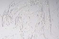 Lino von der Bey – Purest Imagination