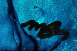 Michèle Caspers – Blu Plunge III