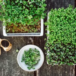 Microgreens Starter-Set, 4-teilig