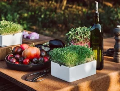 Microgreens Starter-Set, 4-teilig