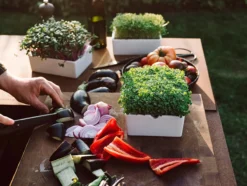 Microgreens Starter-Set, 4-teilig