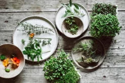 Microgreens Starter-Set, 4-teilig