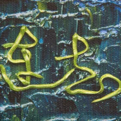 Pei Lian Zhi – serenity