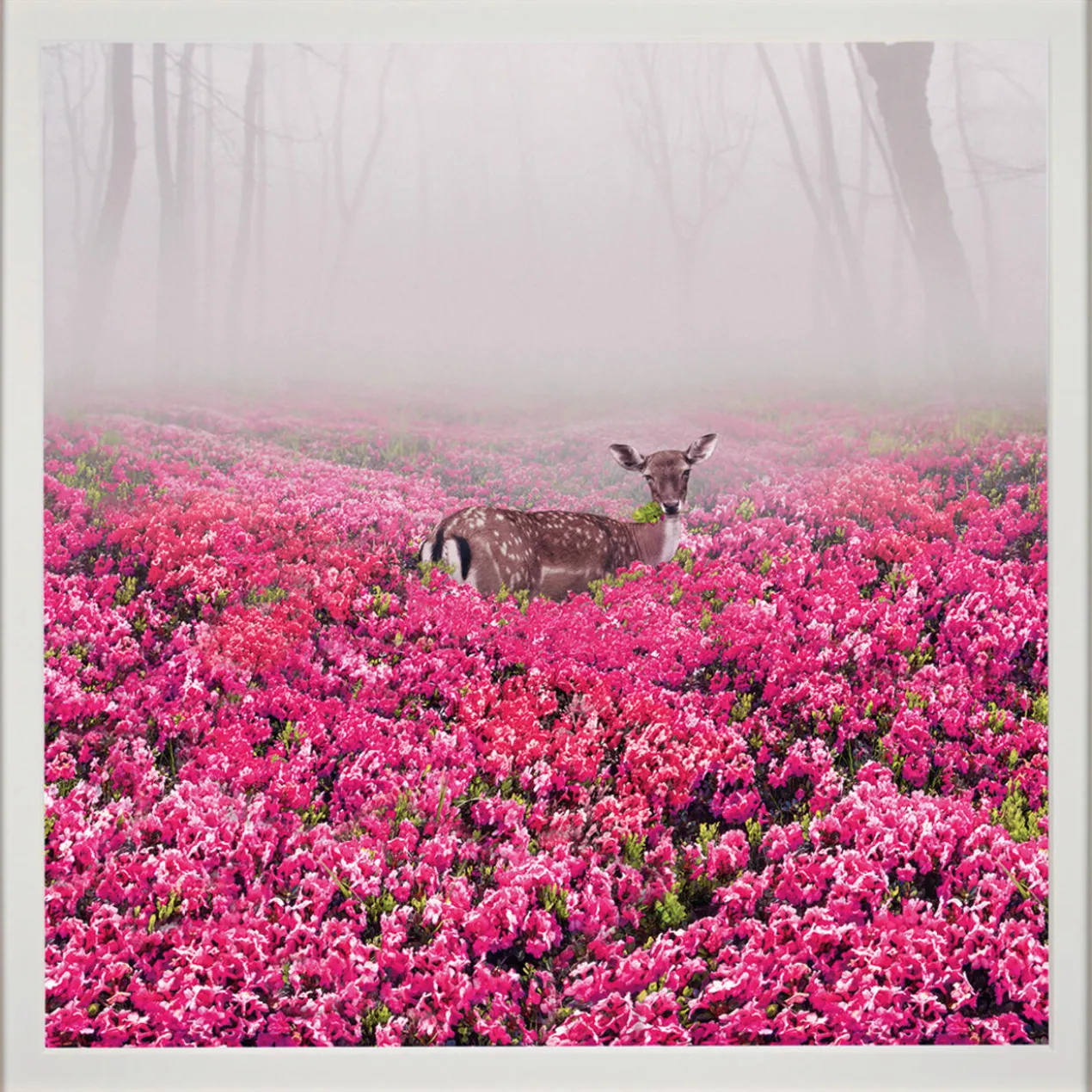 Robert Jahns – Pink Deer