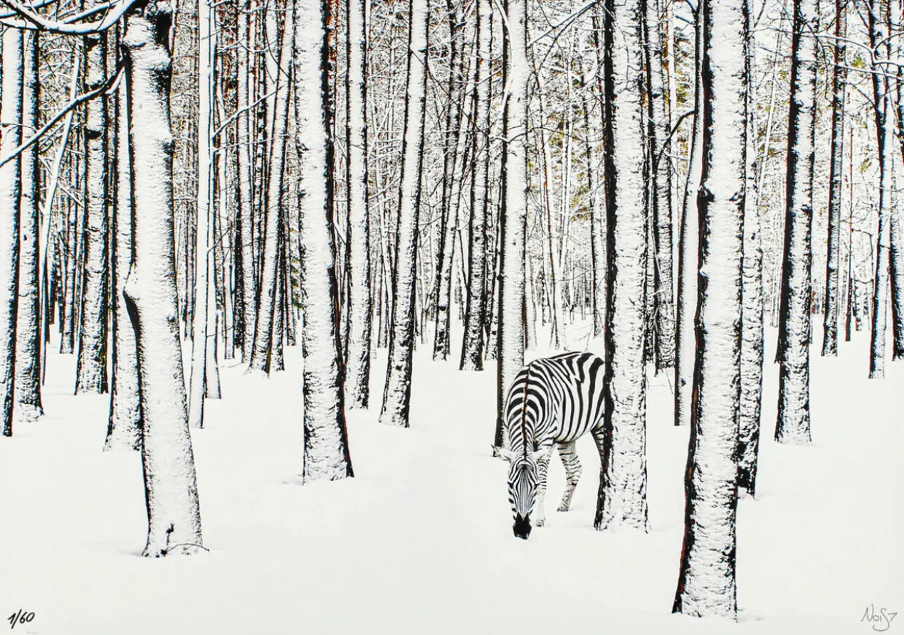 Robert Jahns – Snow Zebra