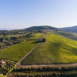 Tignanello 2022, Marchese Antinori, Toskana, Italien