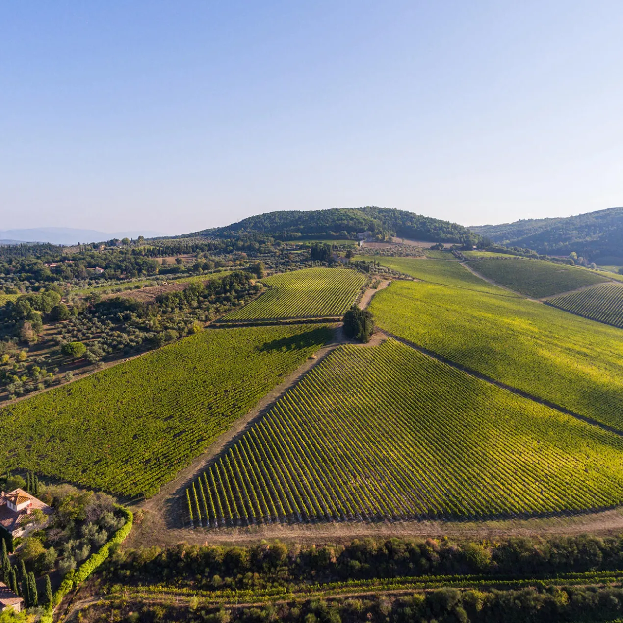 Tignanello 2022, Marchese Antinori, Toskana, Italien