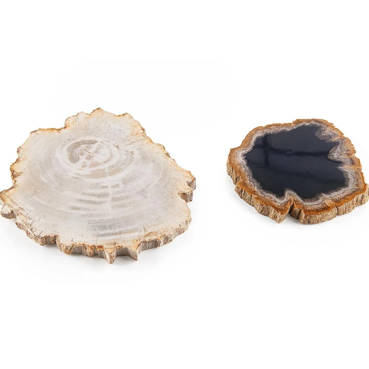 Untersetzer aus fossilem Holz, 2er-Set