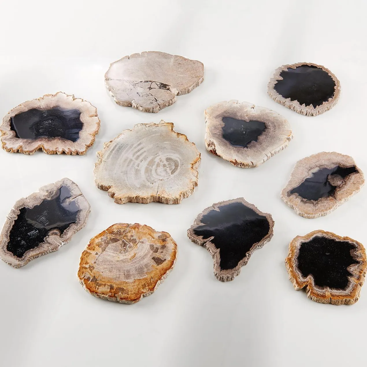 Untersetzer aus fossilem Holz, 2er-Set